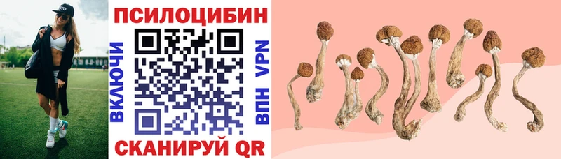 Купить где  Кола  Псилоцибиновые грибы мицелий 
